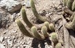 Anteprima di Echinopsis huascha