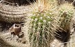 Anteprima di Echinopsis huascha