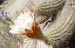 Anteprima di Echinopsis huascha