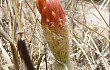 Preview photo Echinopsis huascha