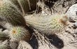 Anteprima di Echinopsis huascha