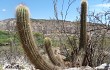 Anteprima di Echinopsis huascha