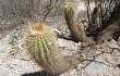 Preview photo Echinopsis huascha