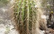 Anteprima di Echinopsis huascha