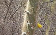 Preview photo Echinopsis huascha