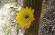 Preview photo Echinopsis huascha