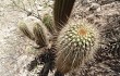 Preview photo Echinopsis huascha