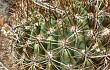 Vista previa de Echinopsis kieslingii