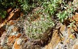Preview photo Echinopsis kieslingii