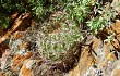 Anteprima di Echinopsis kieslingii