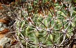 Preview photo Echinopsis kieslingii