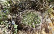 Anteprima di Echinopsis kieslingii