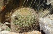 Anteprima di Echinopsis kieslingii