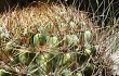 Preview photo Echinopsis kieslingii