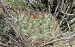 Vista previa de Echinopsis kieslingii