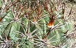 Anteprima di Echinopsis kieslingii