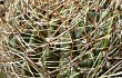 Preview photo Echinopsis kieslingii