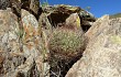 Vista previa de Echinopsis kieslingii