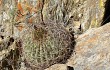 Anteprima di Echinopsis kieslingii