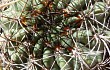 Preview photo Echinopsis kieslingii