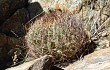 Anteprima di Echinopsis kieslingii