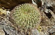 Preview photo Echinopsis kieslingii