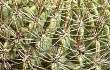 Preview photo Echinopsis kieslingii