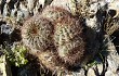 Preview photo Echinopsis kieslingii