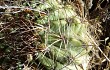 Vista previa de Echinopsis kieslingii