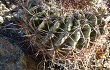 Preview photo Echinopsis kieslingii