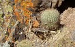 Vista previa de Echinopsis kieslingii