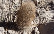 Preview photo Echinopsis lateritia