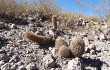 Anteprima di Echinopsis lateritia