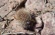 Anteprima di Echinopsis lateritia