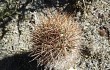 Preview photo Echinopsis lateritia