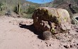 Anteprima di Echinopsis lateritia