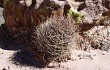 Vista previa de Echinopsis lateritia