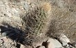 Preview photo Echinopsis lateritia