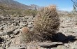 Vista previa de Echinopsis lateritia