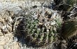 Preview photo Echinopsis mamillosa