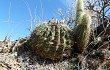 Vista previa de Echinopsis mamillosa