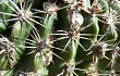 Preview photo Echinopsis mamillosa