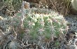 Anteprima di Echinopsis mamillosa