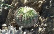 Vista previa de Echinopsis mamillosa