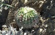 Anteprima di Echinopsis mamillosa