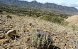 Anteprima di Echinopsis mamillosa