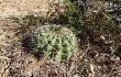 Anteprima di Echinopsis mamillosa