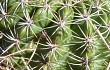 Anteprima di Echinopsis mamillosa