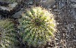 Anteprima di Echinopsis mamillosa