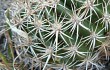 Preview photo Echinopsis mamillosa